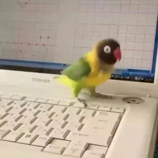 Набор стикеров Забавные животные Gif