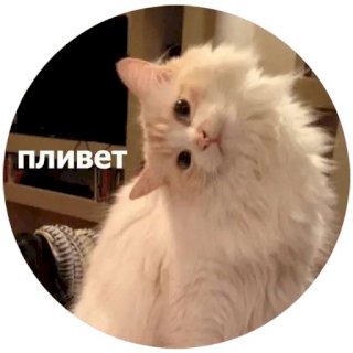 Набор стикеров Кусь