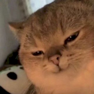 Набор стикеров Мордочки