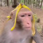 Набор стикеровОбезьянки 1