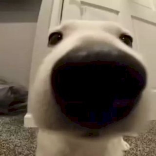 Набор стикеров Пёсели